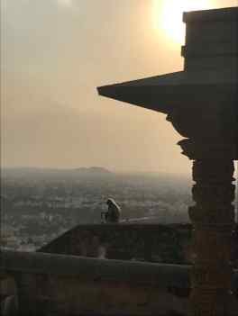 Singe au coucher de soleil - Chittorgarh - Rajasthan - Inde