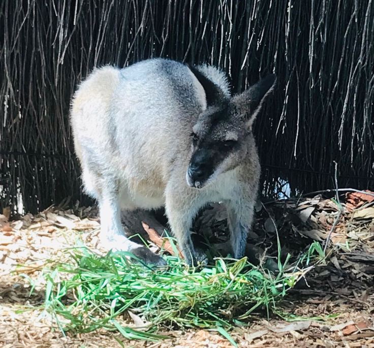 Wallaby gris - Sydney - Australie