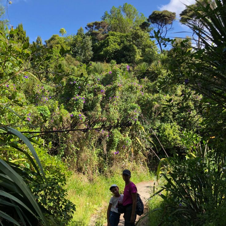 Petite balade en forêt pour rejoindre Long Beach - Russel - Bay of Island - Nouvelle Zélande