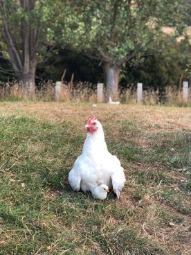 A la ferme, maman poule - Akaroa - Banks Peninsula - Nouvelle-Zélande