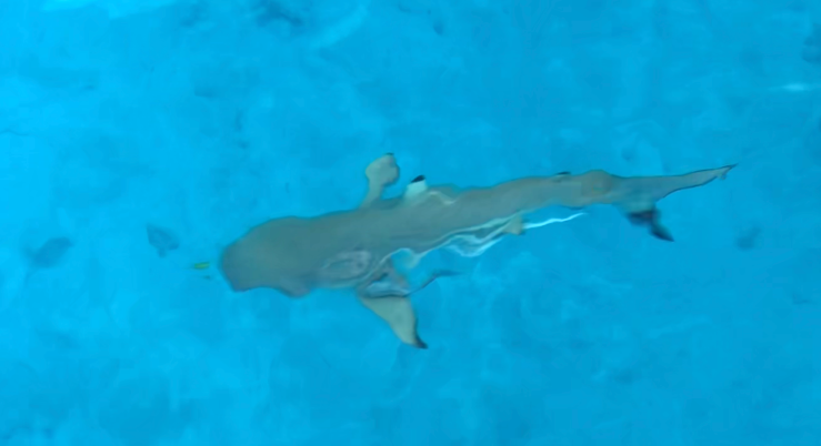 Requin à pointe noire sous le bateau - Lagon de Tahaa- Polynésie