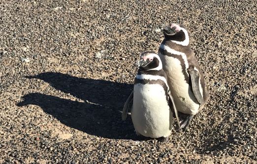Adorables petits Manchots de Magellan - Punta Tombo - Argentine