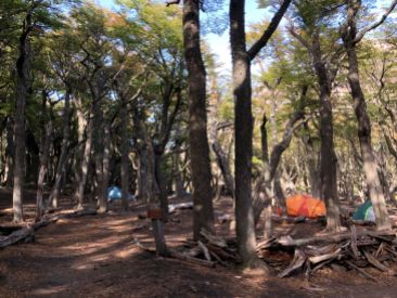 Dans la forêt , un camping ! - treck du Fitz Roy - El Chaltén - Argentine