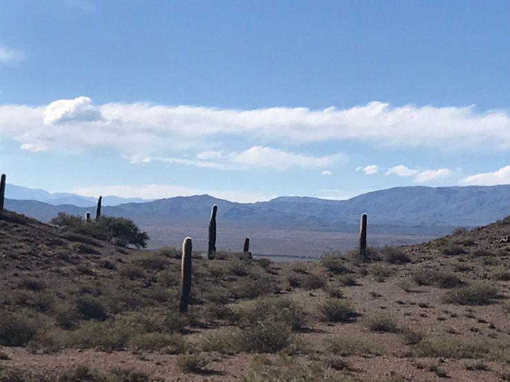 Altiplano et Cactus Candelabres - Noroeste - Argentine