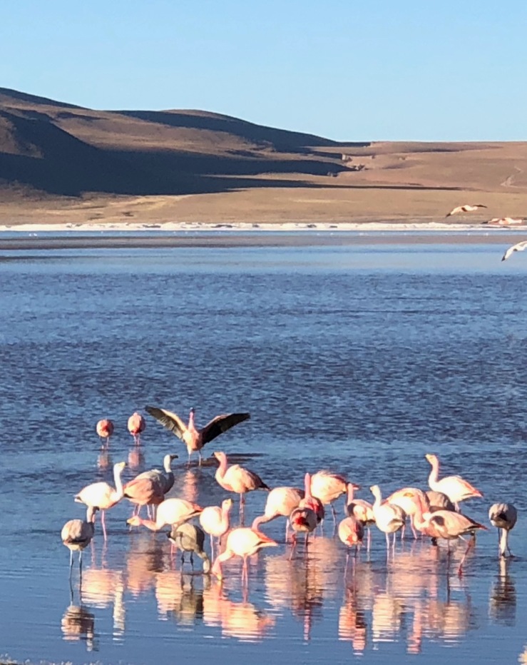 Laguna Colorada - Sud Lipez - Bolivie